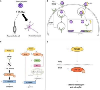 Proprotein Convertase Subtilisin/Kexin Type 9 (PCSK9) in the Brain and Relevance for Neuropsychiatric Disorders